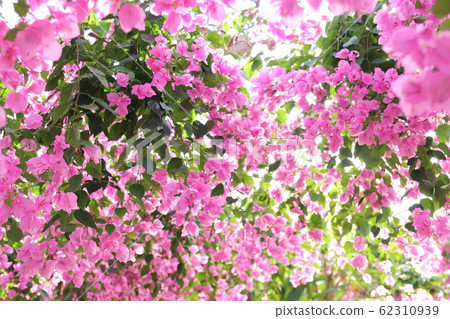 Pink boukenvillea 62310939