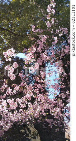 Cherry blossom, cherry tree, full bloom 62311101