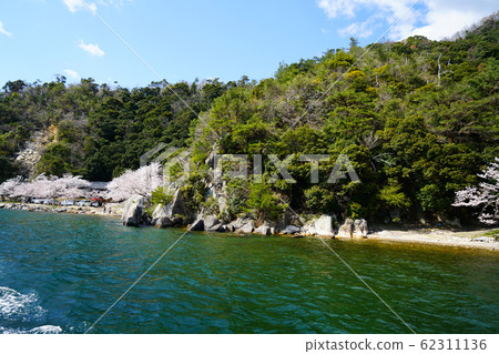 Kaizu Osaki Sakura Lake Biwa 62311136