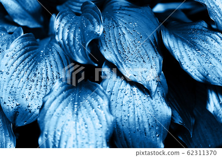 Lush green leaves after rain or dew.The texture is close, Classic blue. The 2020 trend. Lush green leaves after rain or dew.The texture is close, Classic blue. The 2020 trend. 62311370