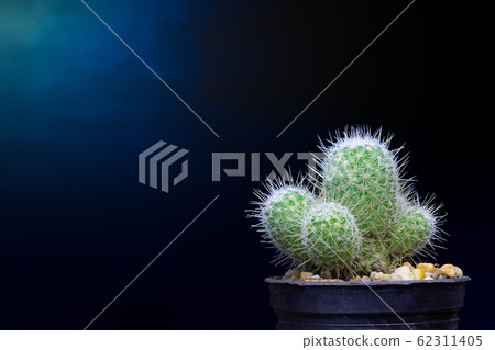 Green cactus dark and black background Green cactus dark and black background 62311405
