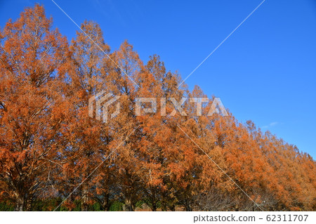 Metasequoia Tree Line 62311707