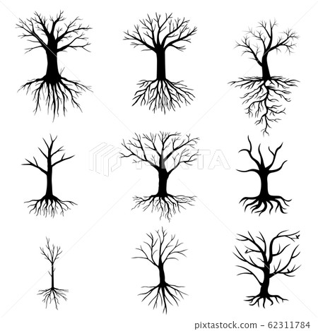 Trees without leaves set 62311784