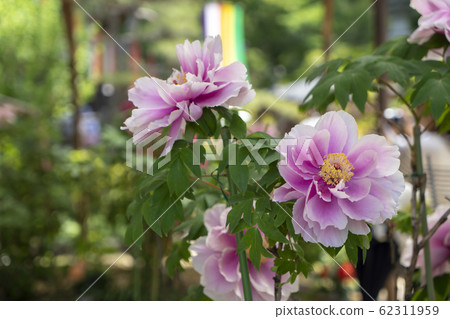 Peony Peony 62311959