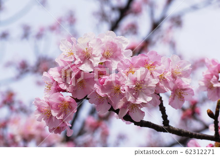 河津櫻 河津櫻 62312271