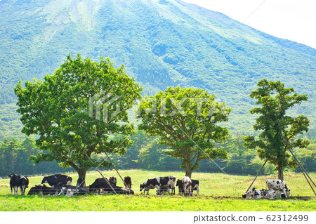Oyama and cow Oyama and cow 62312499