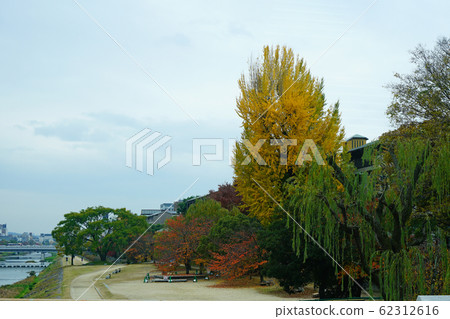 京都鴨川秋葉 62312616
