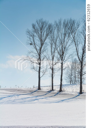 雪原和冬季樹林 62312659
