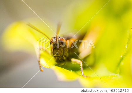 Grasshopper sitting on a leaf, Green background. 62312713