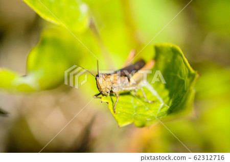Grasshopper sitting on a leaf, Green background. Grasshopper sitting on a leaf, Green background. 62312716