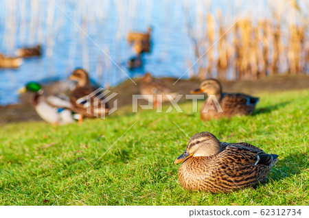Wild ducks Mallard Anas platyrhynchos standing on Wild ducks Mallard Anas platyrhynchos standing on 62312734