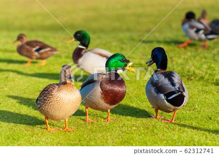 Wild ducks Mallard Anas platyrhynchos standing on Wild ducks Mallard Anas platyrhynchos standing on 62312741