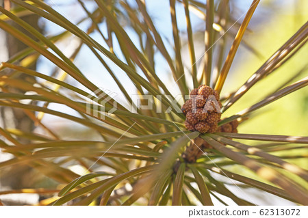 Koyamaki flower Koyamaki flower 62313072