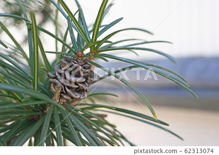 Koyamaki pine cone (pine bockli) Koyamaki pine cone (pine bockli) 62313074