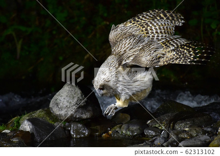 Shimous owl Shimous owl 62313102