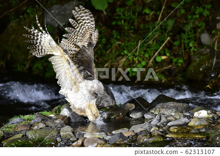 Shimous owl Shimous owl 62313107