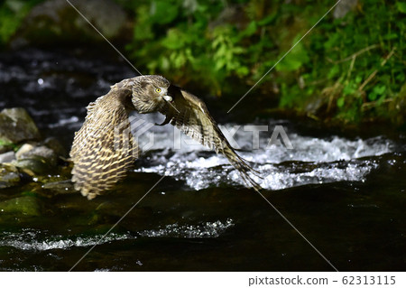 Shimous owl 62313115