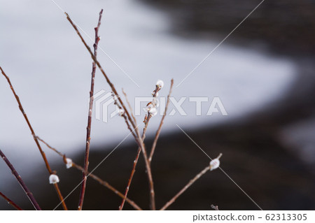 Snow-melted river and pussy willow buds Snow-melted river and pussy willow buds 62313305