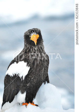 Sea eagle 62313648