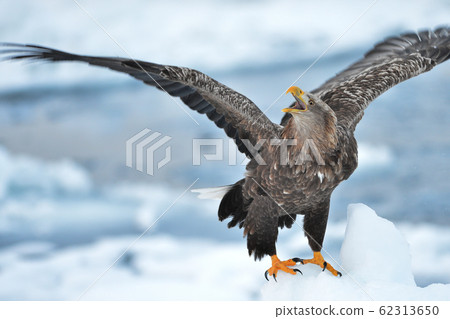 Sea eagle 62313650