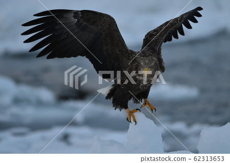 Sea eagle 62313653