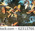 Dry leaves on the water surface 62313766
