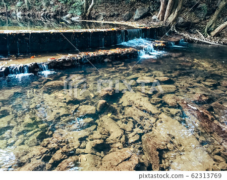 Natural river in the forest 62313769