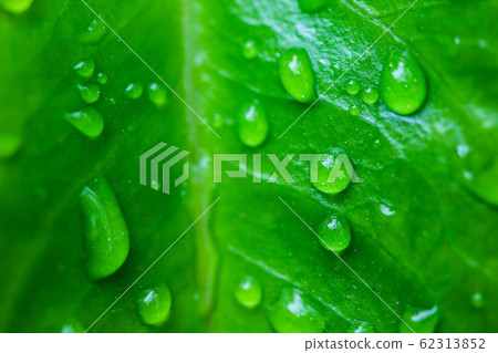 Close up the drop of water on a green leaf Close up the drop of water on a green leaf 62313852