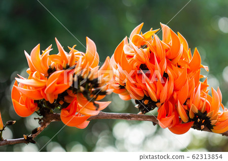 Beautiful orange flowers blooming close up on Beautiful orange flowers blooming close up on 62313854