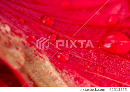 Close up the drop of water on red flower petals. Close up the drop of water on red flower petals. 62313855