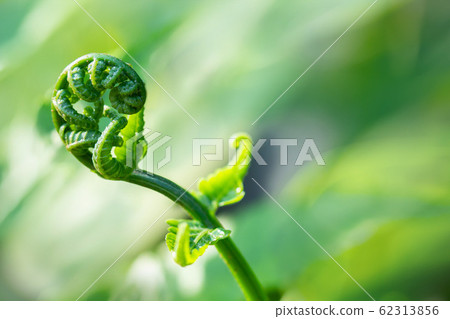 The close-up image of the fern with a blurred green background. The close-up image of the fern with a blurred green background. 62313856