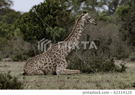 馬賽長頸鹿在雨中休息 62314128