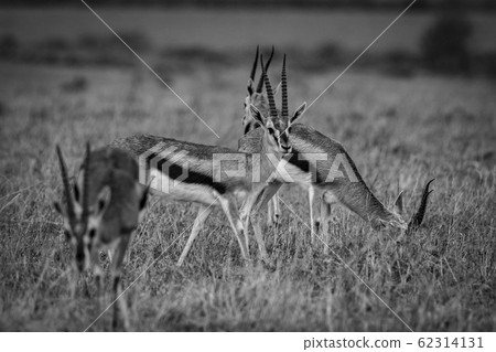 Thomson's gazelle in the rain 62314131