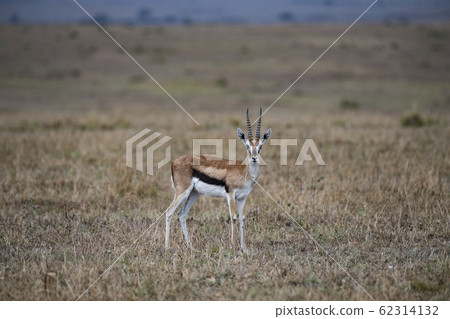Thomson's gazelle in the rain 62314132