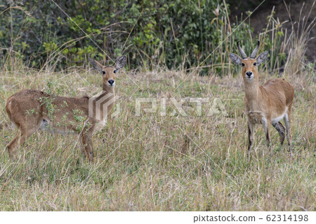 Impala Impala 62314198
