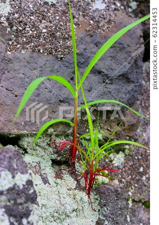 Flowers, spring, wildflowers, spring flowers, flower gardens, flower beds, park, wild, plants, trees, 62314453