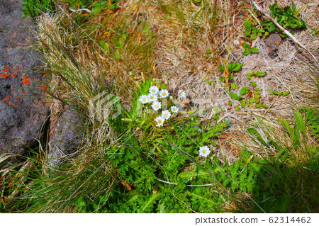 Flowers, spring, wildflowers, spring flowers, flower gardens, flower beds, park, wild, plants, trees, 62314462