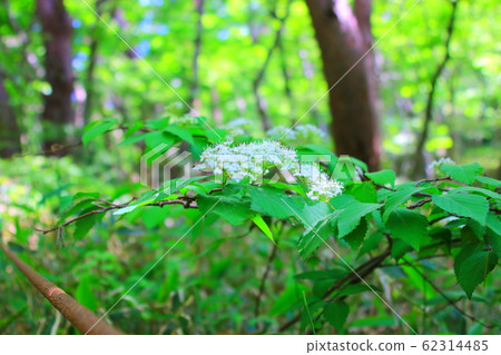 花卉，春天，野花，春天的花朵，花園，花壇，公園，野生，植物，樹木， 62314485
