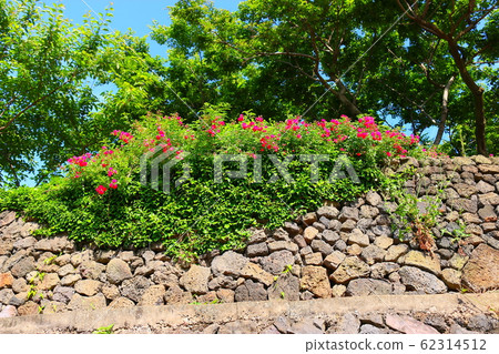 Flowers, spring, wildflowers, spring flowers, flower gardens, flower beds, park, wild, plants, trees, Flowers, spring, wildflowers, spring flowers, flower gardens, flower beds, park, wild, plants, trees, 62314512