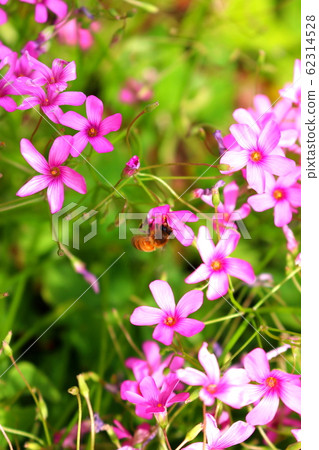 Flowers, spring, wildflowers, spring flowers, flower gardens, flower beds, park, wild, plants, trees, 62314528