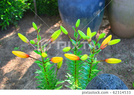 Flowers, spring, wildflowers, spring flowers, flower gardens, flower beds, park, wild, plants, trees, 62314533