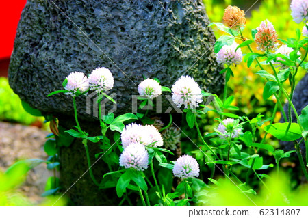 Flowers, spring, wildflowers, spring flowers, flower gardens, flower beds, park, wild, plants, trees, 62314807