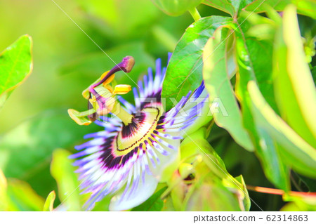 Flowers, spring, wildflowers, spring flowers, flower gardens, flower beds, park, wild, plants, trees, 62314863