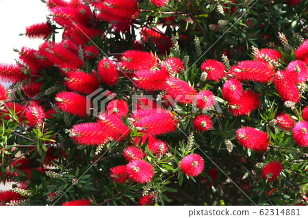 花卉,春天,野花,春天的花朵,花園,花壇,公園,野生,植物,樹木, 花卉,春天,野花,春天的花朵,花園,花壇,公園,野生,植物,樹木, 62314881