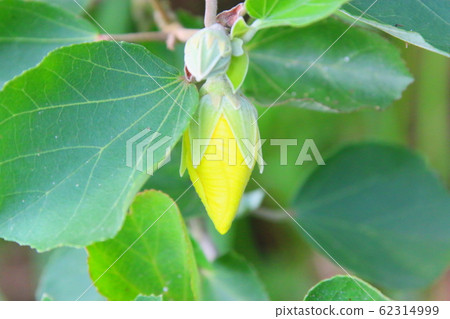 花卉,春天,野花,春天的花朵,花園,花壇,公園,野生,植物,樹木, 花卉,春天,野花,春天的花朵,花園,花壇,公園,野生,植物,樹木, 62314999