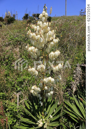 Flowers, spring, wildflowers, spring flowers, flower gardens, flower beds, park, wild, plants, trees, 62315034