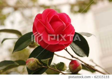 Flowers, spring, wildflowers, spring flowers, flower gardens, flower beds, park, wild, plants, trees, 62315133