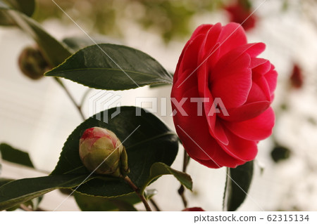 花卉,春天,野花,春天的花朵,花園,花壇,公園,野生,植物,樹木, 花卉,春天,野花,春天的花朵,花園,花壇,公園,野生,植物,樹木, 62315134