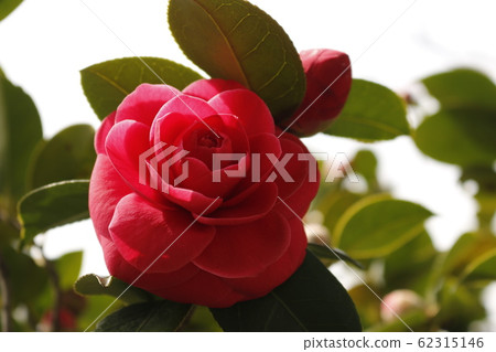 Flowers, spring, wildflowers, spring flowers, flower gardens, flower beds, park, wild, plants, trees, 62315146