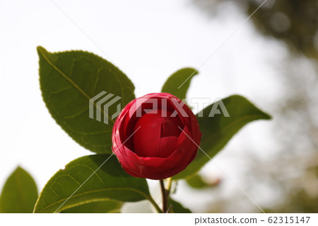 花卉，春天，野花，春天的花朵，花園，花壇，公園，野生，植物，樹木， 62315147